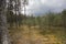 Pine forest landscape on a cloudy day. Baltic nature. Estonia