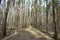 Pine forest landscape. A path in a coniferous forest. Trees and shrubs. Green moss