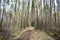 Pine forest landscape. The path is a road in a coniferous forest. Trees and shrubs. Green moss