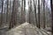 Pine forest landscape. The path is a road in a coniferous forest. Trees and shrubs. Green moss