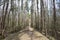 Pine forest landscape. The path is a road in a coniferous forest. Trees and shrubs. Green moss