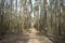 Pine forest landscape. The path is a road in a coniferous forest. Trees and shrubs. Green moss