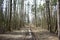 Pine forest landscape. The path is a road in a coniferous forest. Trees and shrubs. Green moss