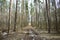 Pine forest landscape. The path is a road in a coniferous forest. Trees and shrubs. Green moss