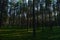 Pine forest in the light of the morning sun on the green cover plants of blueberries and moss