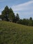 Pine forest and meadow, flowers, Cozzano Pineta, Parma, Italy