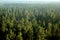 Pine forest in mist (aerial)27