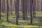 Pine forest, monoculture, in Brandenburg, Germany