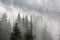 Pine forest in morning fog