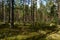 Pine forest in morning sunlight and shadows on the land in blooming flowers heather