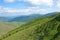 Pine forest in mountain