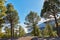 Pine forest in the mountains against a bright blue sky in Spain. Evergreen coniferous boreal woodland in rural