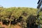 Pine forest on the mountainside in a small town in Catalonia.