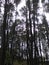 Pine forest, nature, panorama, natural wealth, kuningan