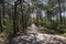 Pine forest in the nature reserve Schoorlser Dunes near Schoorl. North Holland in the Netherlands