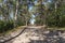 Pine forest in the nature reserve Schoorlser Dunes near Schoorl. North Holland in the Netherlands