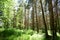 Pine forest. Nature. Smooth rows of coniferous trees. Green grass. Trail. Unique