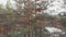 Pine forest near the lake, gloomy autumn landscape.