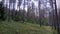 Pine forest, near the village of Ugrevo, Valdai district