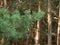 Pine forest needles branch summer daytime.