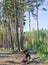 Pine forest with old uprooted stump on a foreground