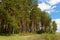 Pine forest outskirts on a summer day