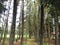 Pine forest park
