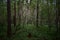 Pine forest. A path in a wooded area. Rowan bushes. Ferns. Green grass