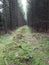 Pine forest pathway woodland forest nature moss tree trunk