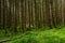 Pine forest in Perthshire Scotland