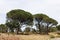 Pine forest (Pinus pinea), Provence, Southern France