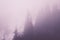 Pine forest in the purple mist background