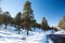 Pine forest rejuvenating on the lava field of Sunset Crater Volcano on a sunny day after a snow storm in winter