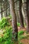 Pine forest. Relict trees Pinus Pityusa, Pinus Brutia, Turkish pine. Gagra, Abkhazia
