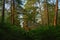 Pine forest with rock and ferns in the evening sunlight