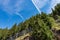 Pine forest and rockfall barriers - Trentino Alto Adige Italy