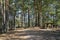 Pine forest scene with picnic zone. Kemeri National park, Latvia