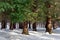 Pine forest with snow