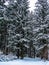 Pine forest in snow (Russia).