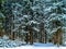 Pine forest in snow (Russia).