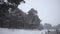 Pine forest in a snowstorm, beautiful Christmas tree in the snow winter forest.