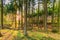 Pine forest is Spring, Vulkaneifel Gerolstein Germany