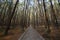 Pine forest with stony walkway a good place for hiking