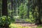 Pine forest in the summer. Winding path in the coniferous forest