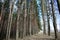 Pine forest in the sun, the crowns of trees are directed to the sky. Every Bush, tree, and blade of grass is drawn to a new life