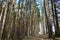 Pine forest in the sun, the crowns of trees are directed to the sky. Forest road. Nature wakes up and is filled with energy