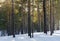 Pine Forest On A Sunny Day In Winter. Tree Shadows In The Snow