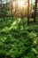 Pine forest at sunrise. Scots or Scotch pine Pinus sylvestris trees backlit by the sun.