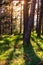 Pine forest with sunset light going through the trunks