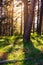 Pine forest with sunset light going through the trunks